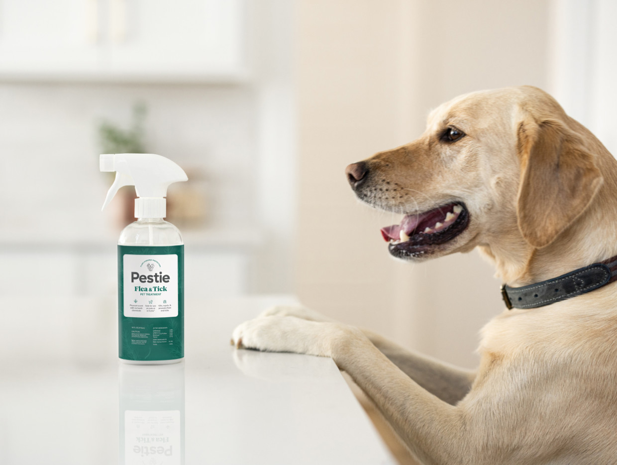 Dog with paws on counter looking at Pestie Flea & Tick Pet Treatment