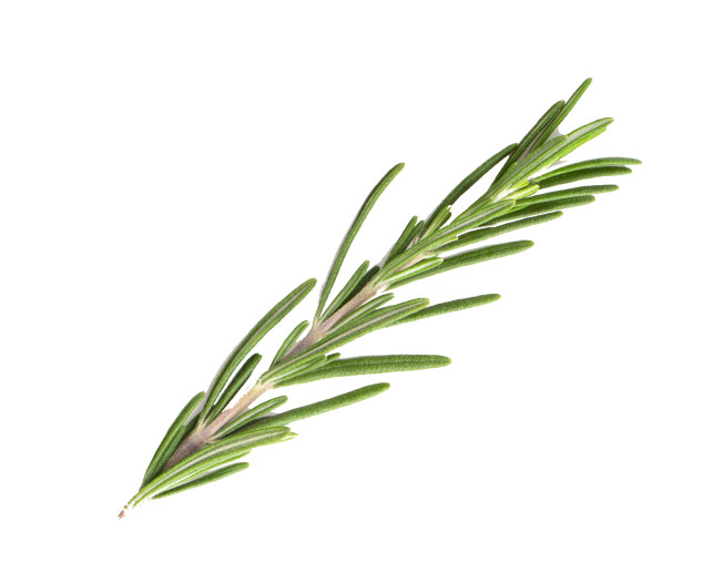 Rosemary stem