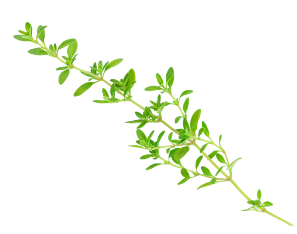 Thyme leaves