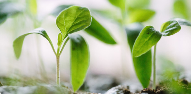 Plant growing in dirt