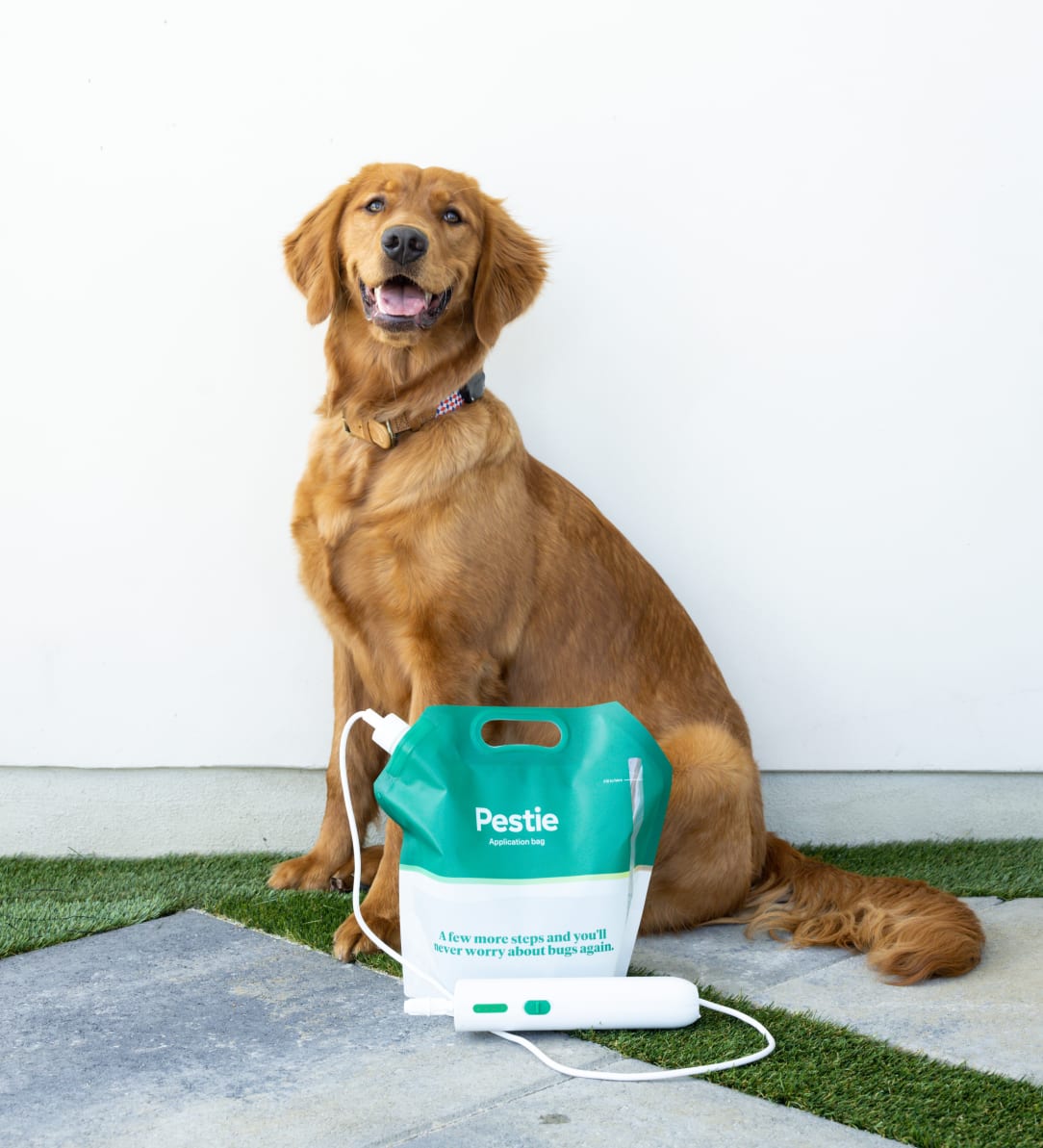 Dog sitting with Pestie Bag in front