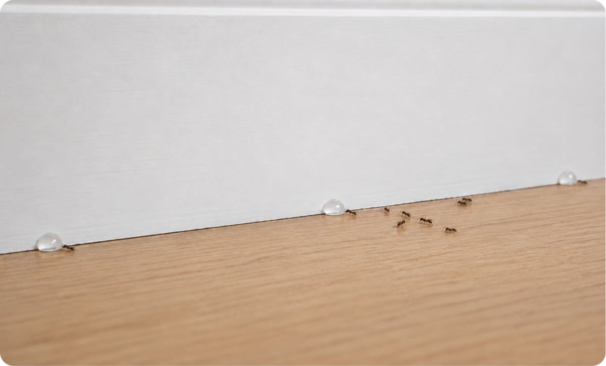 Ants feeding on gel bait.