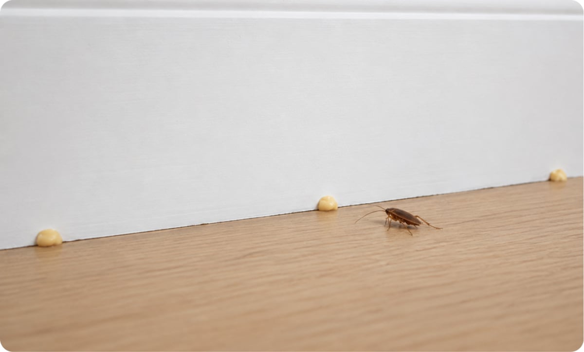 Cockroach next to cockroach-gel.