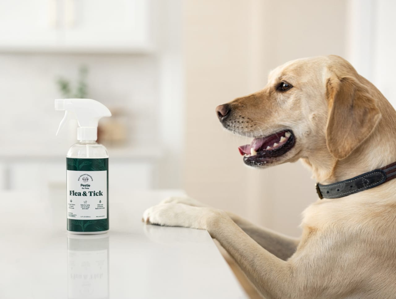 Dog with paws on counter looking at Pestie For Pets