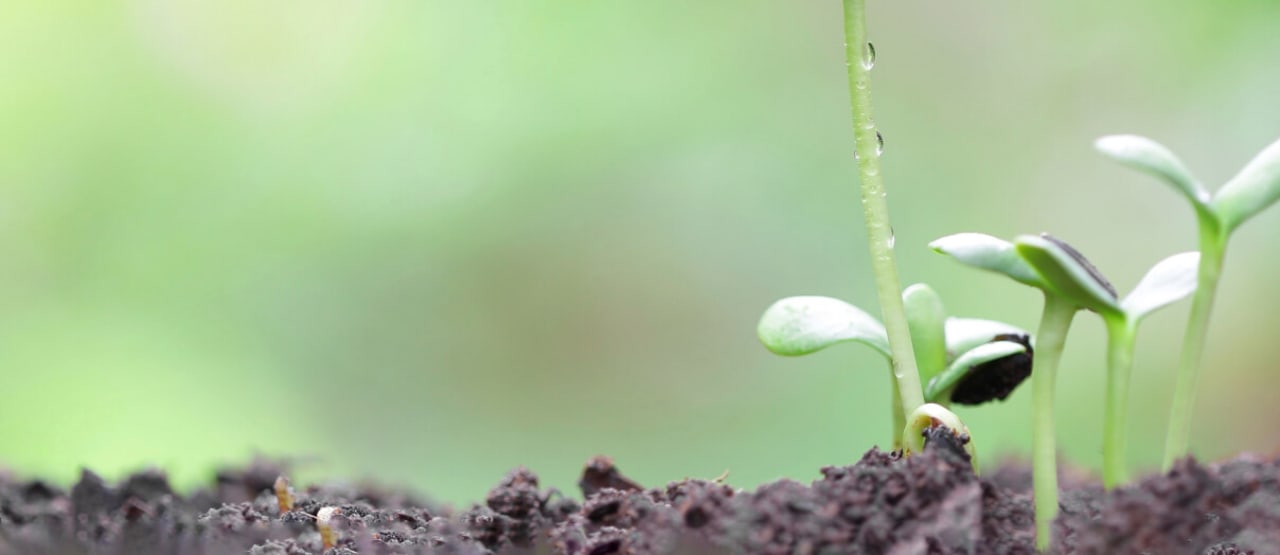 Plant growing in dirt.