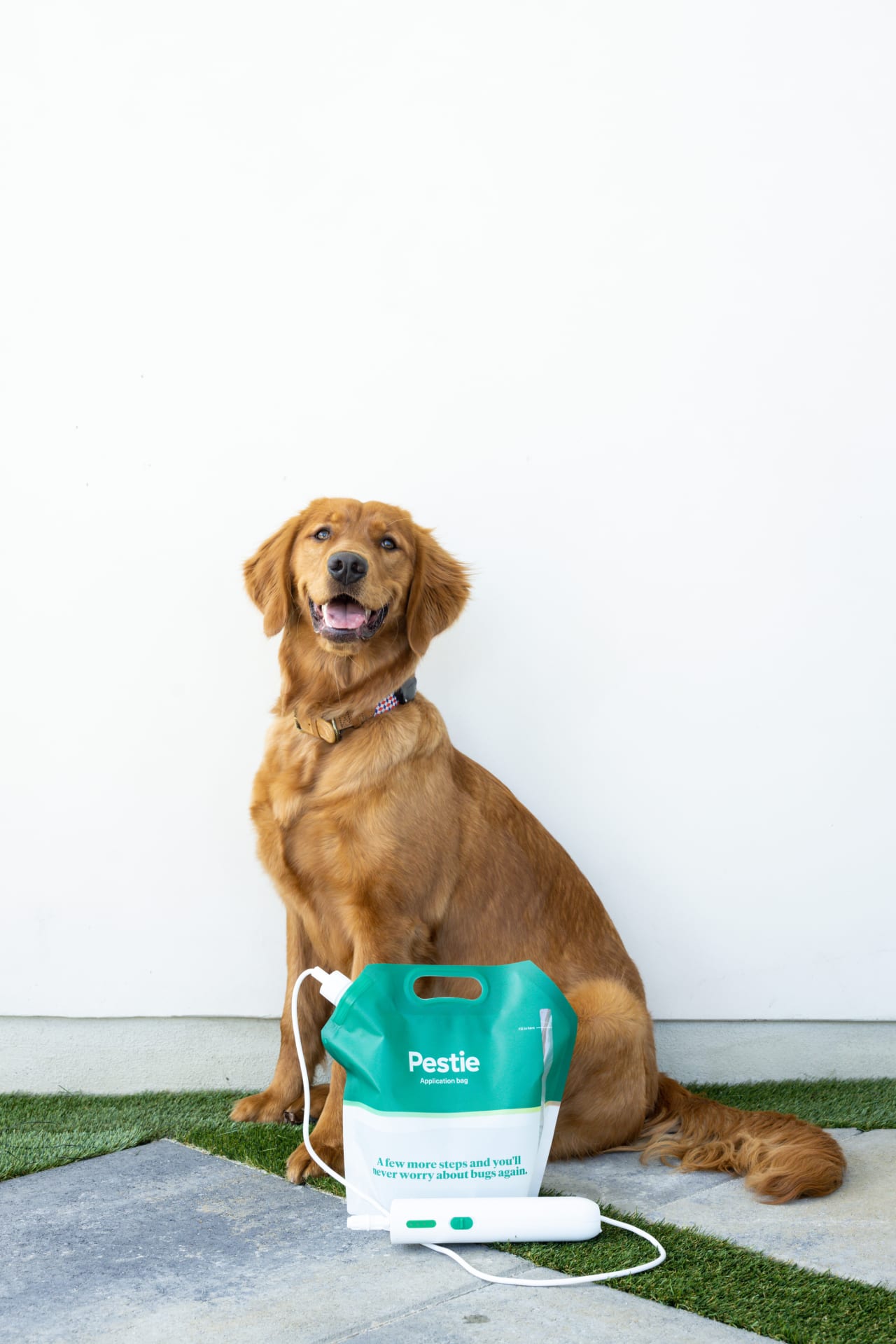 Golden Retriever sitting by a bag of Pestie.