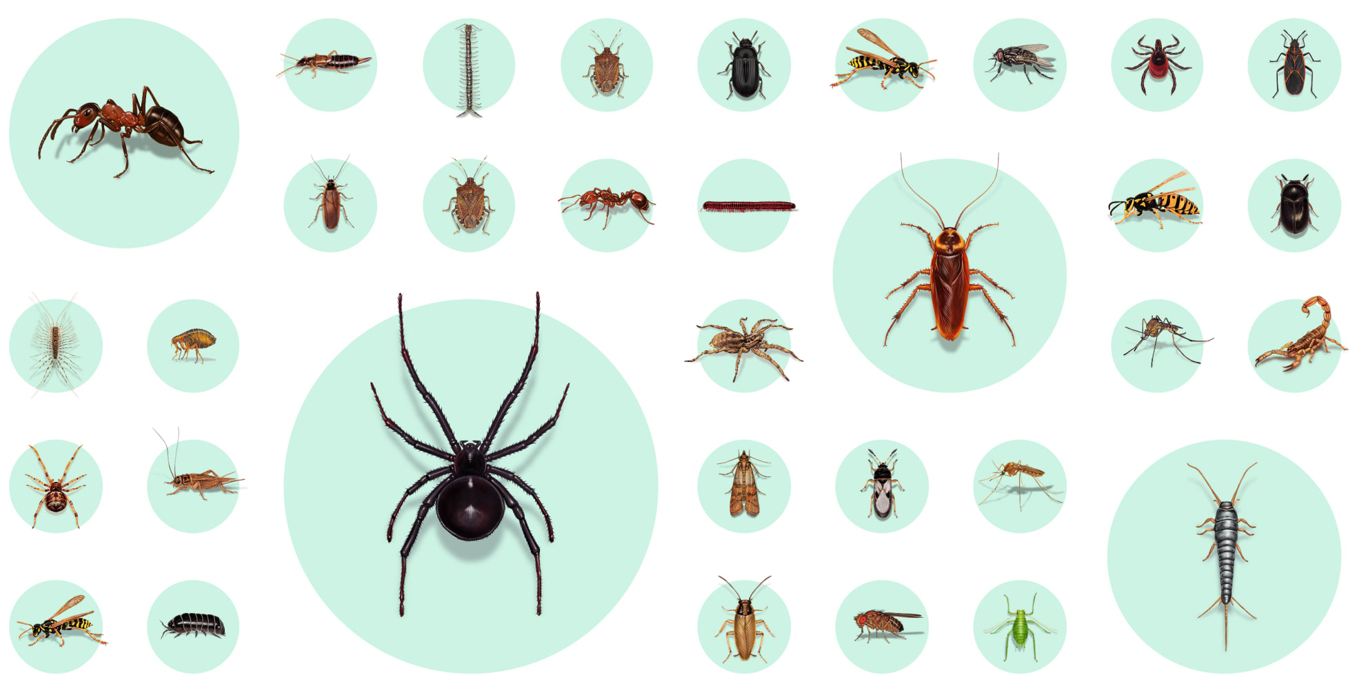 A collage of common household pests