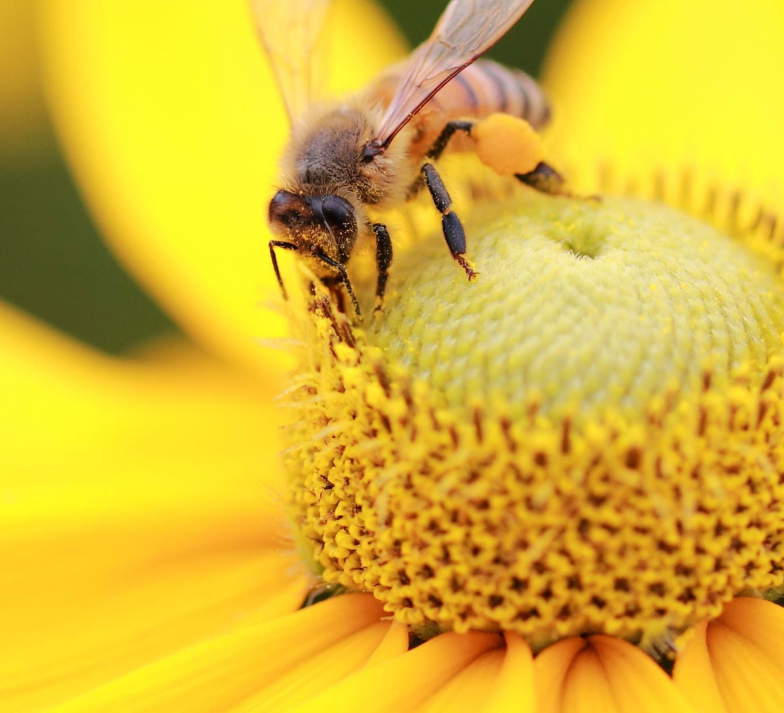 Bee pollinating a yellow flower