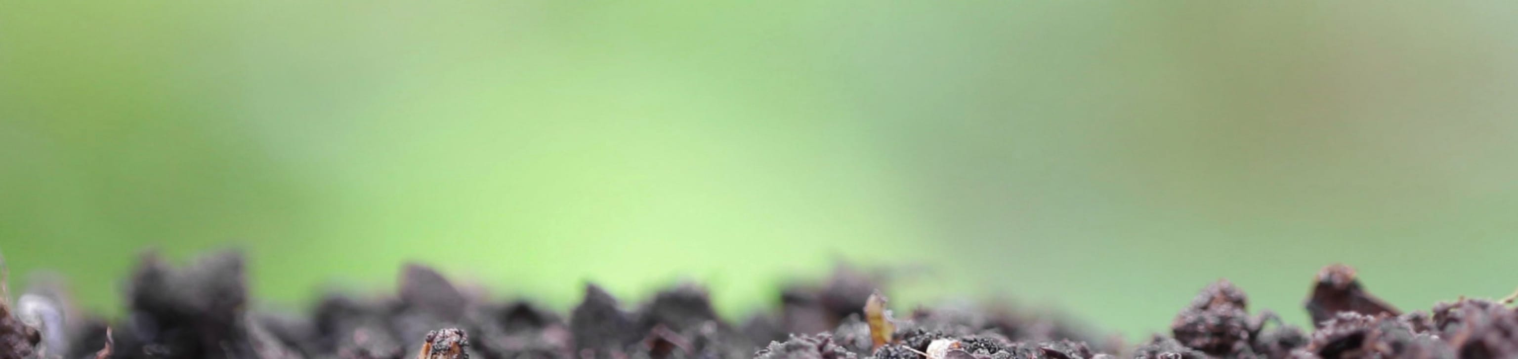 Dirt and rocks upclose with a green background