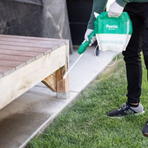Woman spraying Pestie under a wood deck.