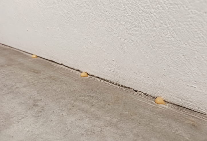 Gel bait placed in a utility, laundry, or garage area.