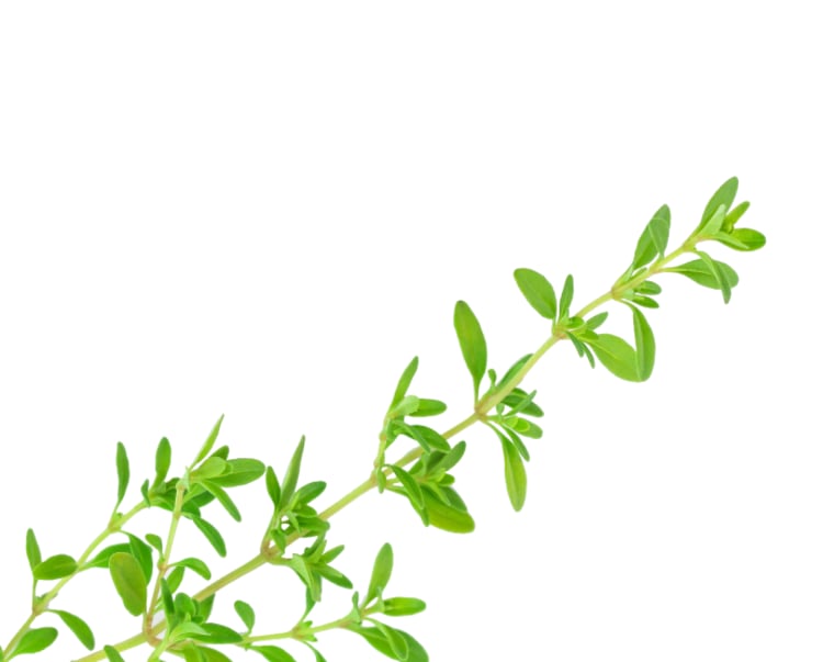 Thyme stem and leaves