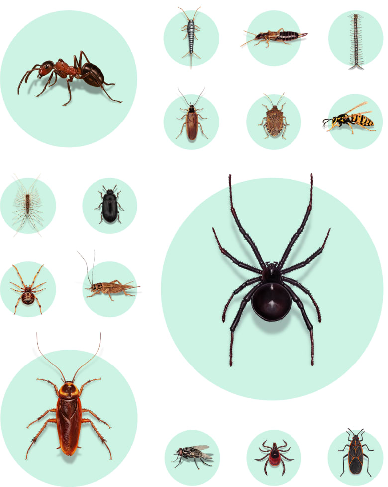 A collage of common household pests