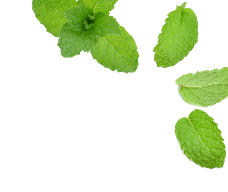 Pestie for Pets Flea and Tick Treatment Buy Now