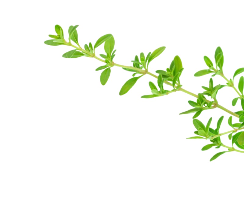 Pestie for Pets Flea and Tick Treatment Buy Now