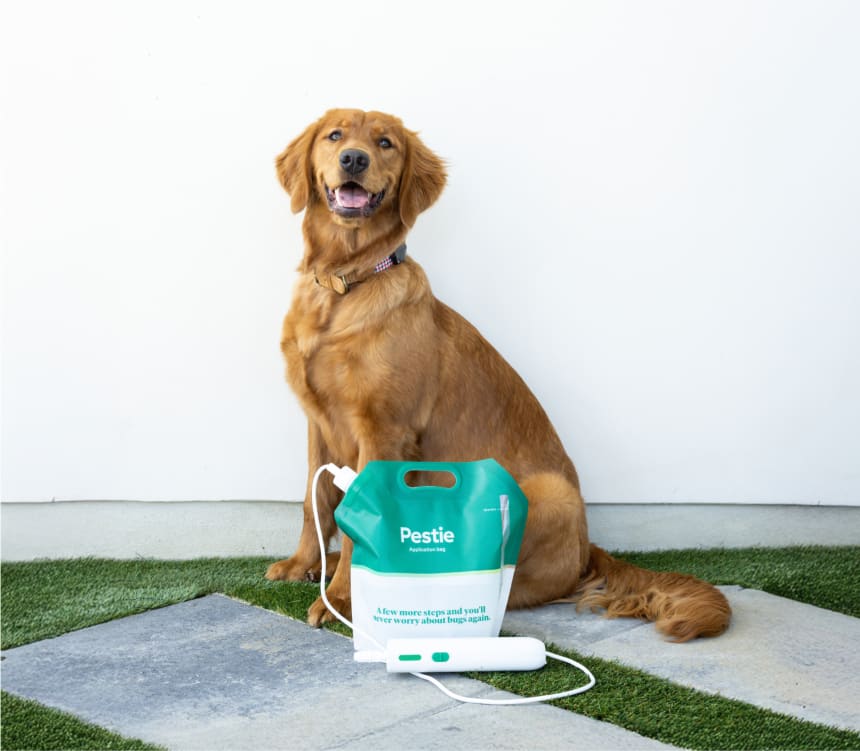 Dog sitting next to a Pestie application