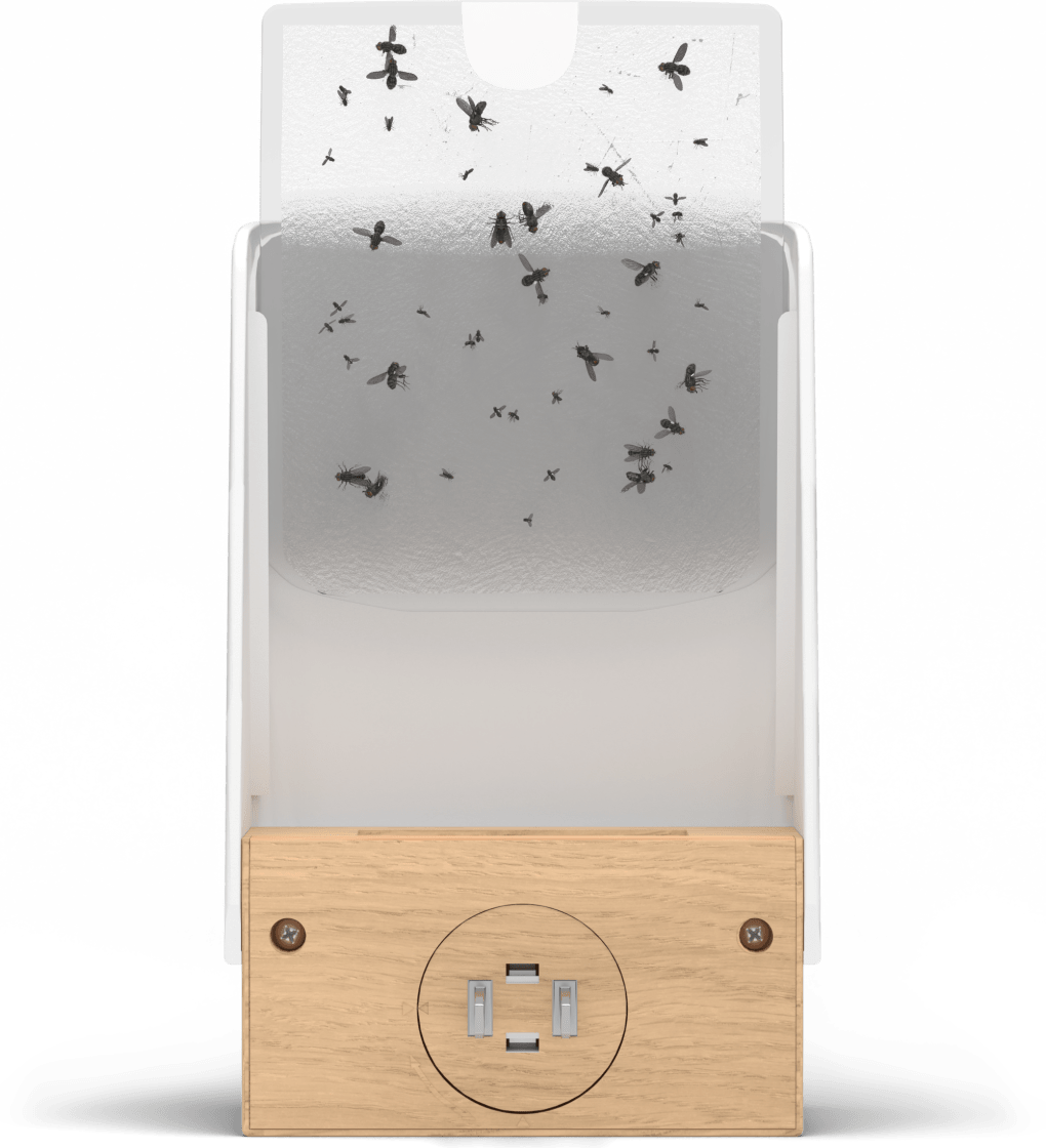 Back of the flying insect trap with flies on sticky pad
