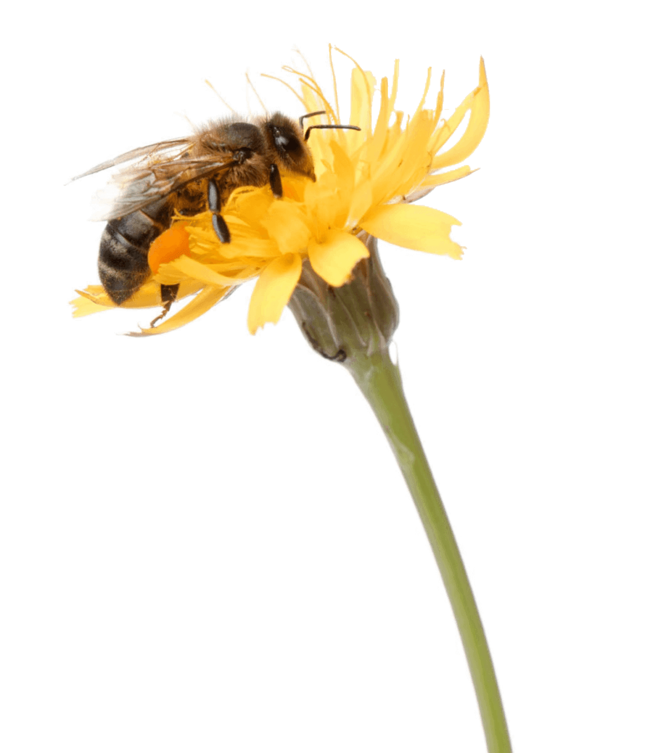Honey bee pollinating flower