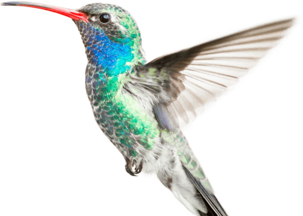 Hummingbird with a red beak, and blue and green tints on its brown feathers