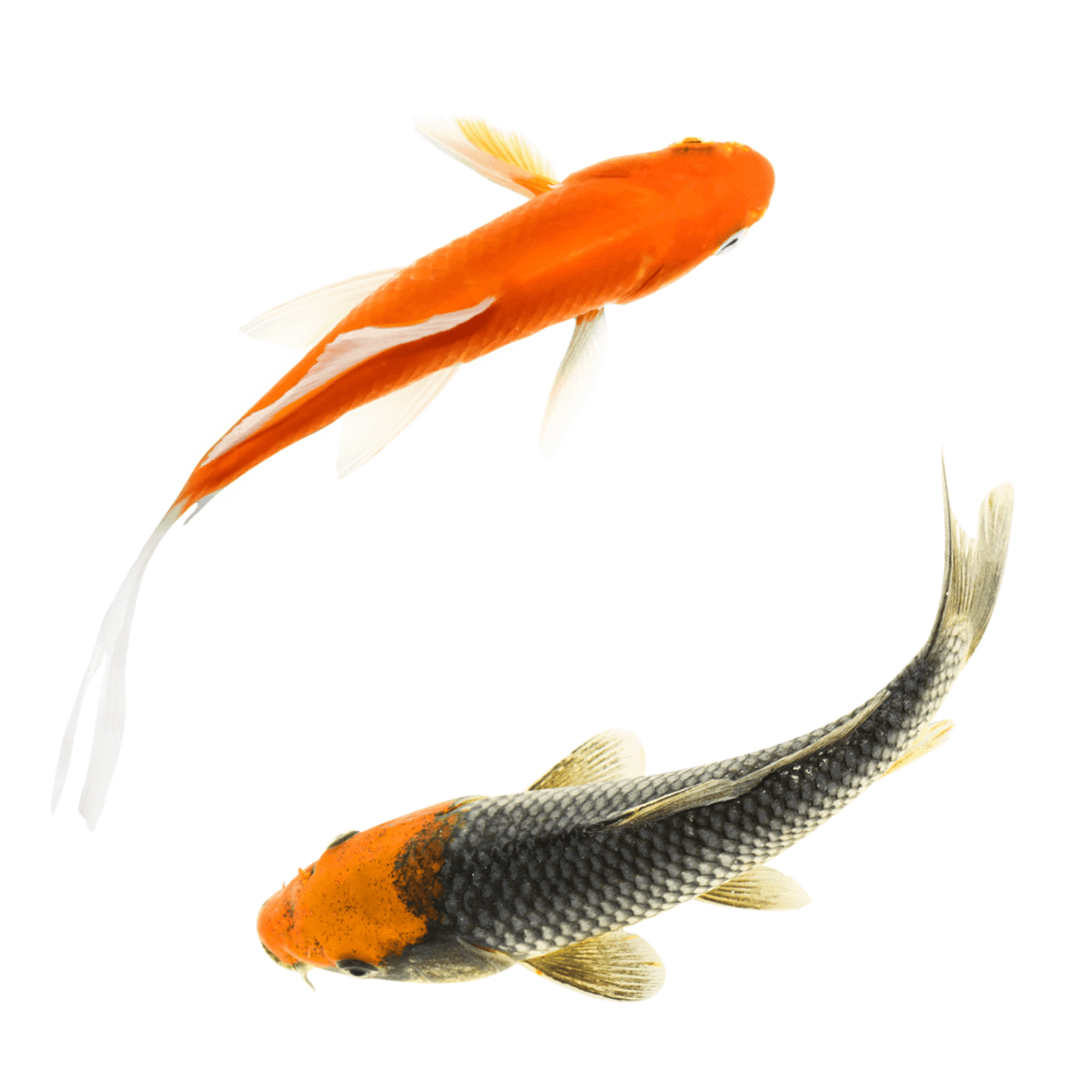 Two Koi fish swimming in a circle