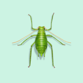 Illustration of Aphids