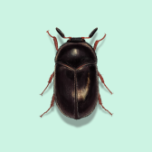 Illustration of Black Carpet Beetles