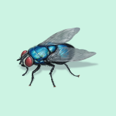 Illustration of Flies