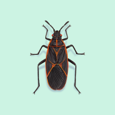 Illustration of Boxelder Bugs