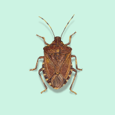 Illustration of Stink Bugs