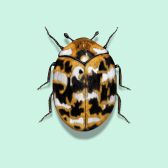 Illustration of Carpet Beetles
