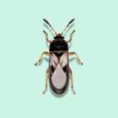 Illustration of Chinch Bugs