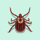 Illustration of Dog Ticks