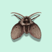 Illustration of Drain Flies