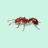 Illustration of Fire Ants