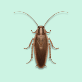 Illustration of Cockroaches