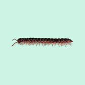 Illustration of Millipedes