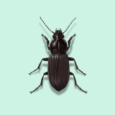Illustration of Beetles