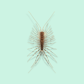 Illustration of Centipedes