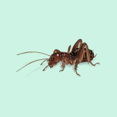 Illustration of Crickets
