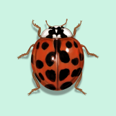 Illustration of Lady Beetles