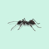 Illustration of Ants