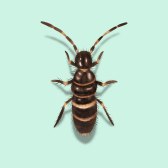 Illustration of Springtails