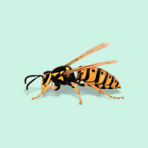 Illustration of Wasps