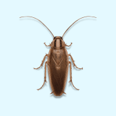 Illustration of Cockroach