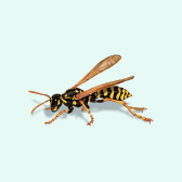 Illustration of Wasp