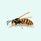 Illustration of Wasp