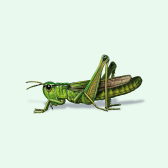 Illustration of Grasshopper
