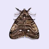 Illustration of Moth