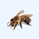 Illustration of Bee