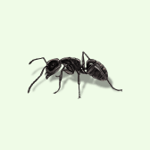 Illustration of Ant